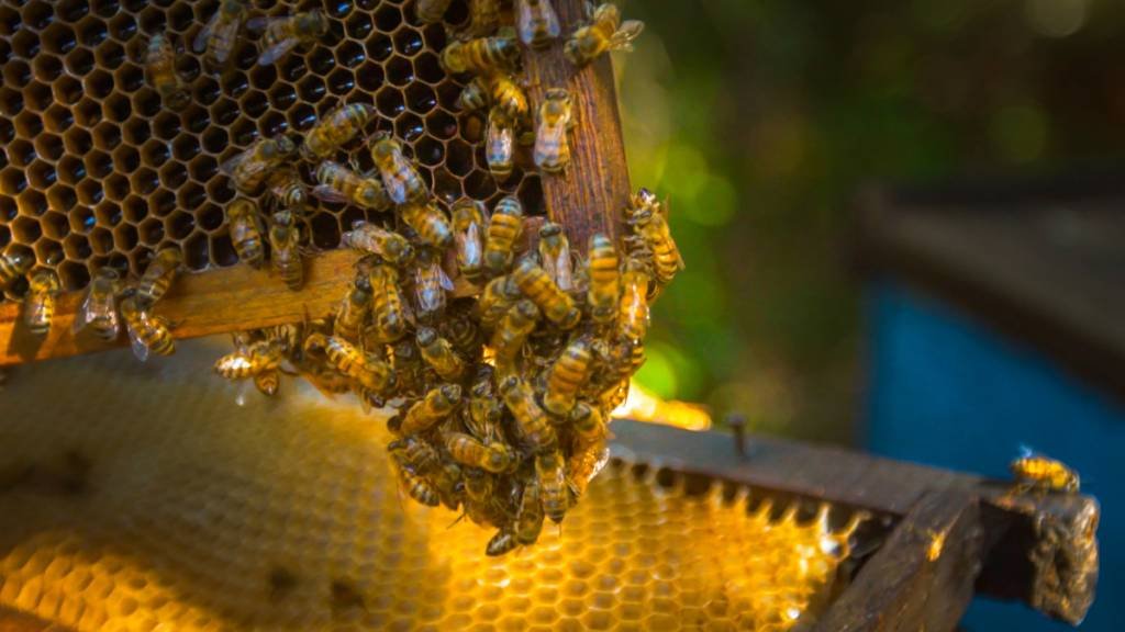 Apiário próximo a canavial da Cofco: empresa usa monitoramento via satélite para evitar pulverizar defensivos nas abelhas (Divulgação/Cofco)