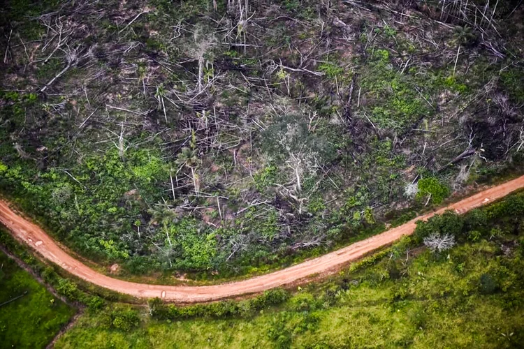 Desmatamento na Amazônia: estas alterações estão aumentando as chances de um vírus virulento, uma bactéria ou um fungo saltar de uma espécie a outra e causar novas pandemias (Carl de Souza/AFP)