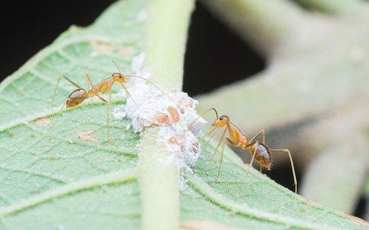 Formigas amarelas loucas liberam um ácido que pode cegar animais domésticos (Getty Images/Getty Images)