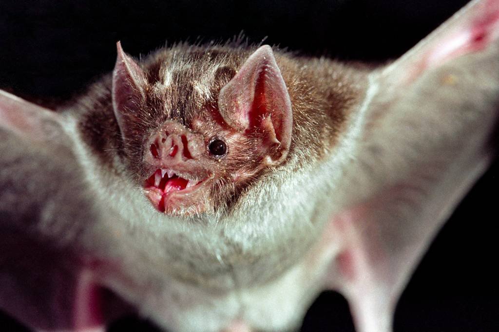 Morcego: hospedeiro original do coronavírus (Getty Images/Samuel Betkowski)
