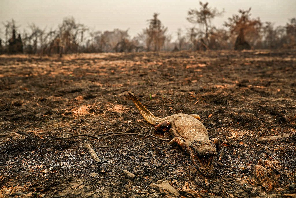 Pantanal: os números do Inpe mostram que a situação não dá sinais de melhora (Amanda Perobelli/Reuters)