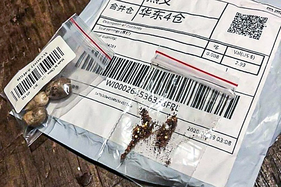 Sementes misteriosas vindas da China pelo correio contêm pragas estranhas