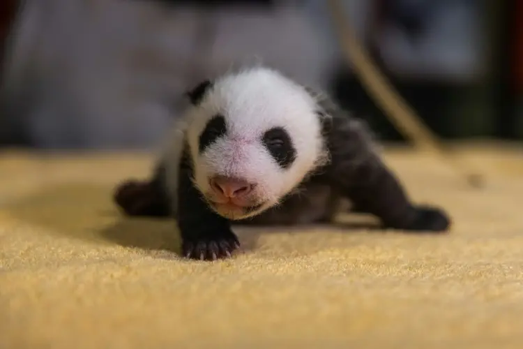 Bebê panda nascido em zoológico de Washington em agosto de 2020 (AFP/AFP)