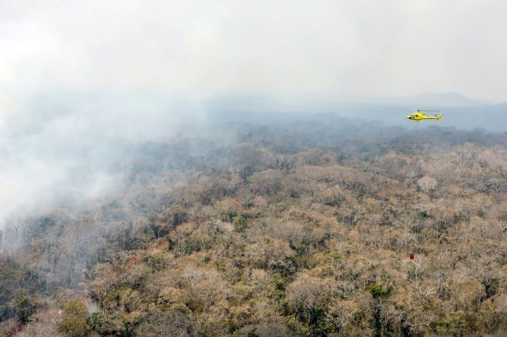 Cerca de 40% da floresta amazônica pode virar savana, diz estudo