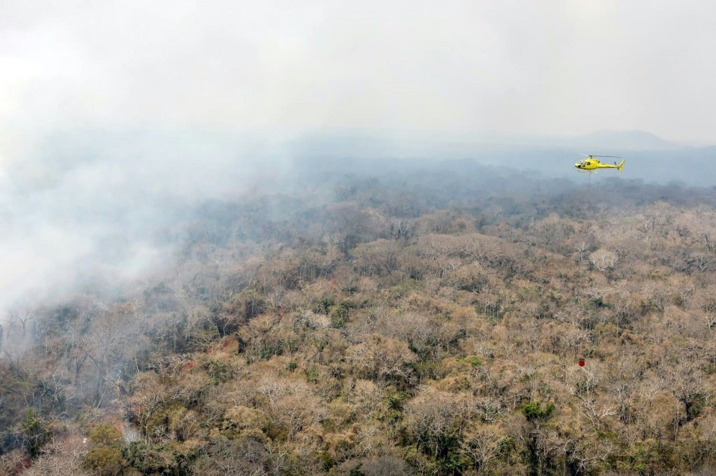 Cerca de 40% da floresta amazônica pode virar savana, diz estudo