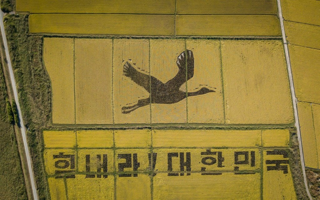 Na Coreia do Sul, arrozais se tornam obras de arte