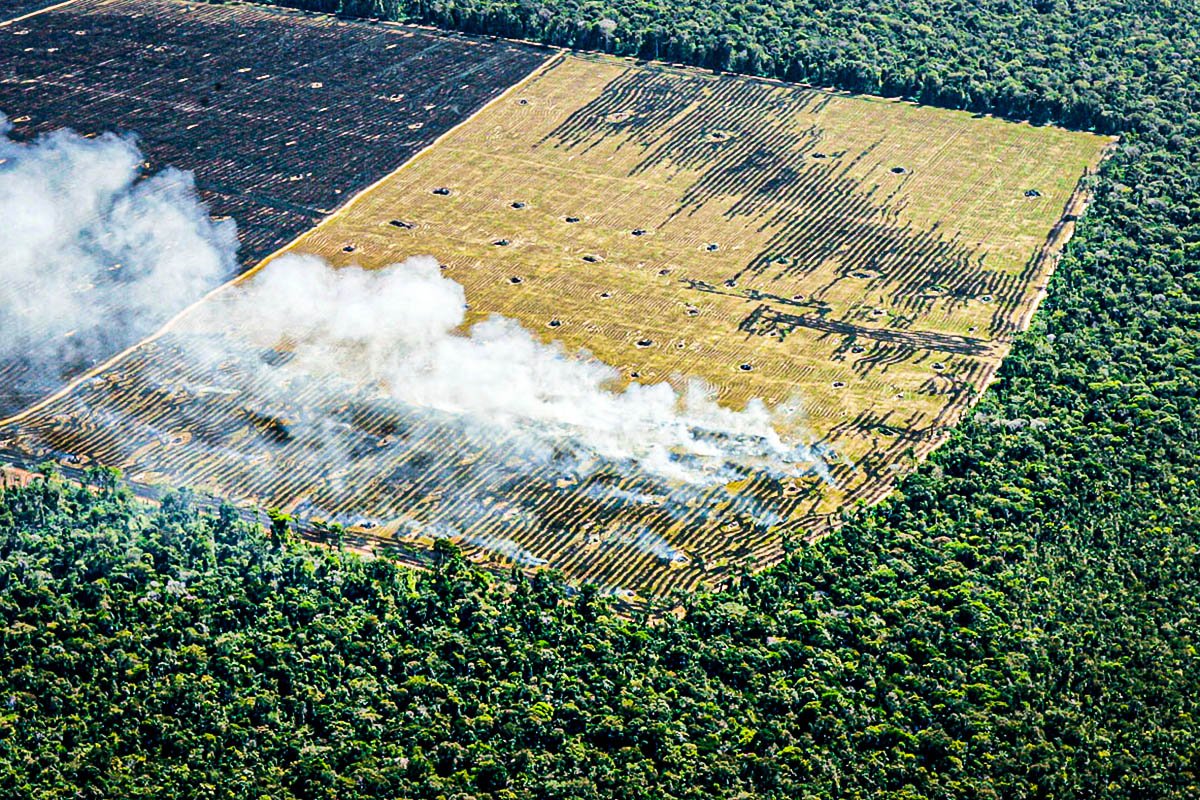 Desmatamento na Amazônia cai 7% em 2024, mas degradação avança