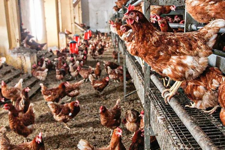 Gripe aviária: governo federal já havia declarado emergência zoossanitária em todo o território nacional (Michaela Rehle/Reuters)