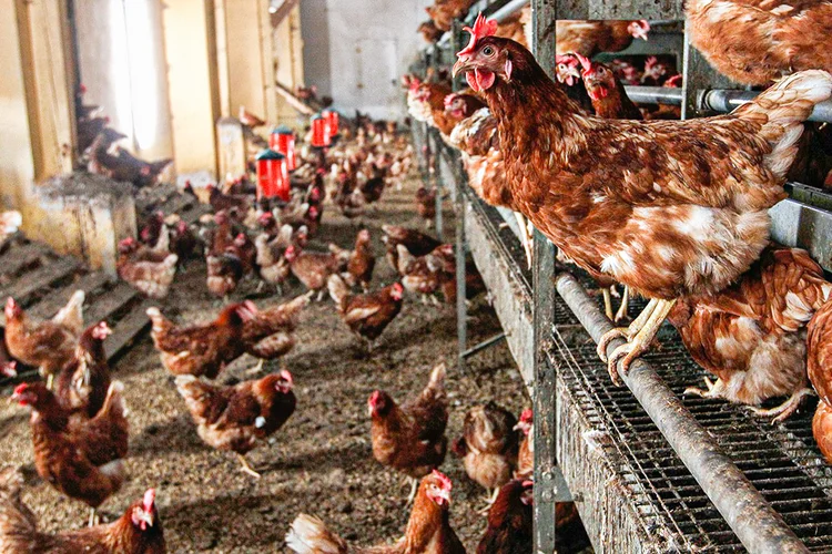 Gripe Aviária: notificações em aves silvestres e/ou de subsistência não comprometem o status do Brasil como país livre de IAAP (Michaela Rehle/Reuters)