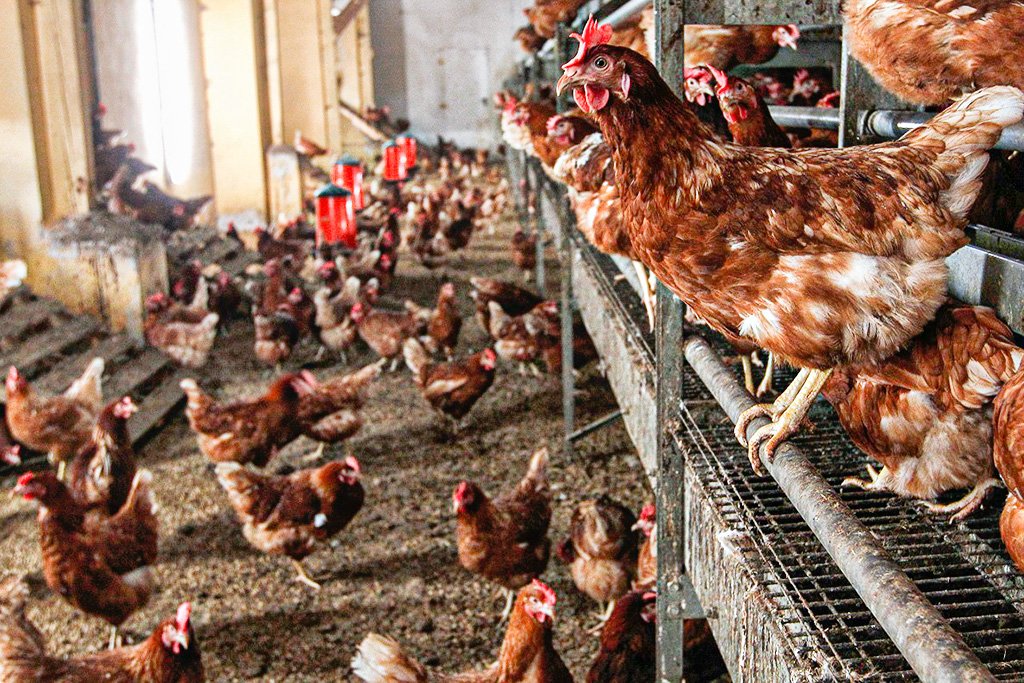 Gripe aviária: Paraná decreta estado de emergência zoossanitária por casos em aves silvestres