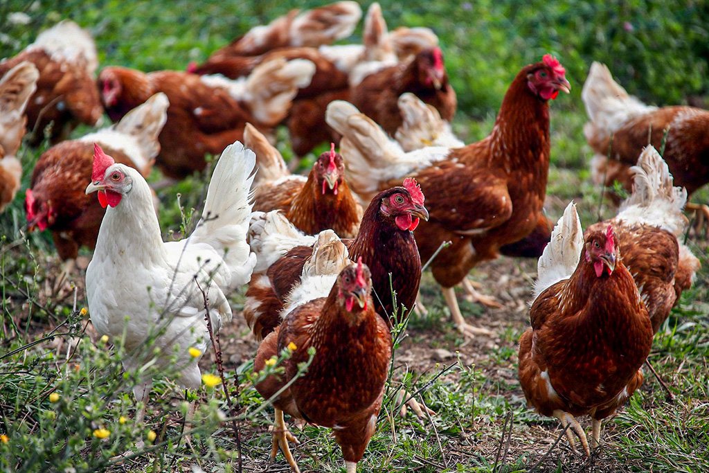 Galinhas: animais estão colocando menos ovos por conta de onda de calor na China (Michael Dalder/Reuters)
