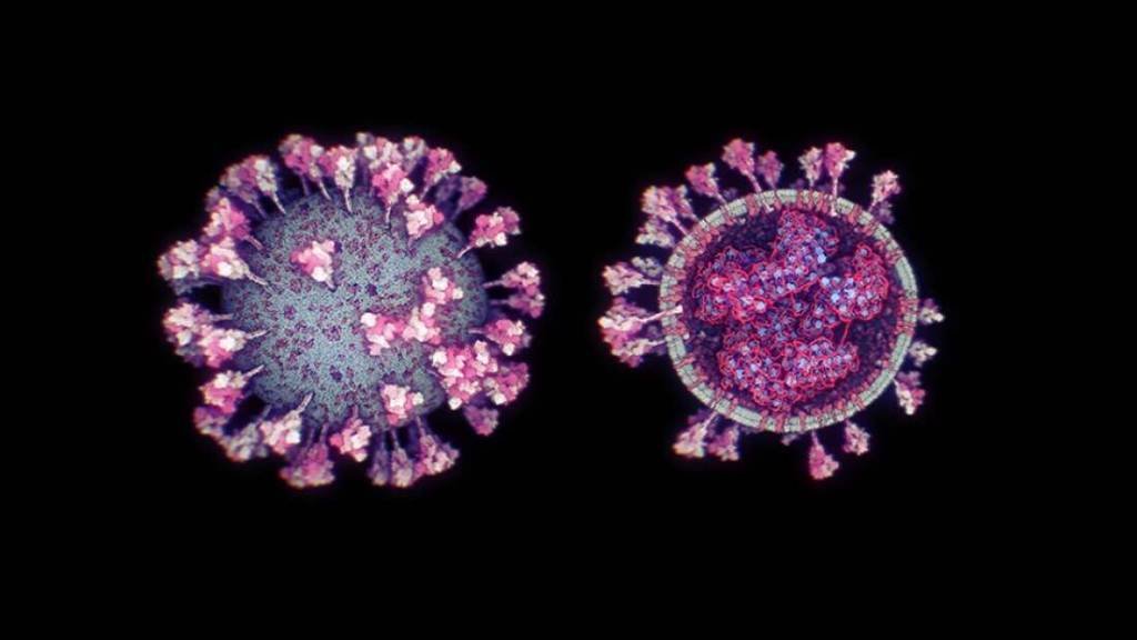 Coronavírus: mutações podem tornar a doença mais transmissível (Kaust/Ivan Viola/Divulgação)