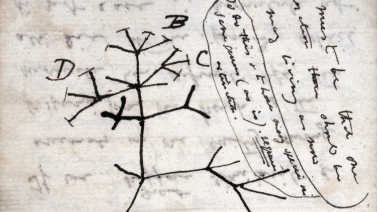 Esboço de Charles Darwin de 1837, seu primeiro diagrama de uma árvore evolutiva de seu primeiro caderno sobre a transmutação das espécies (1837). (Reprodução/Wikimedia Commons)