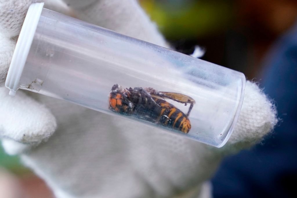 Lembra delas? Cientistas encontraram mais um ninho de "vespas assassinas"
