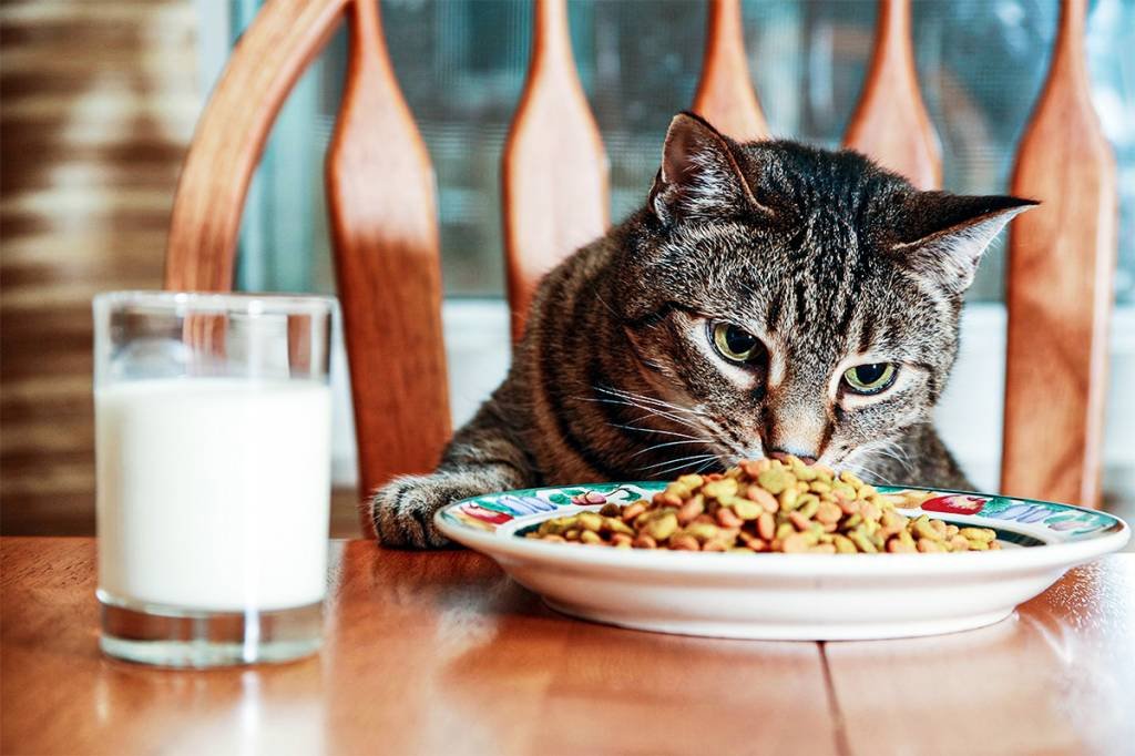 Comida de gato: consumidores receberam qualquer coisa, menos o PS5 (Sharon Dominick/Getty Images)