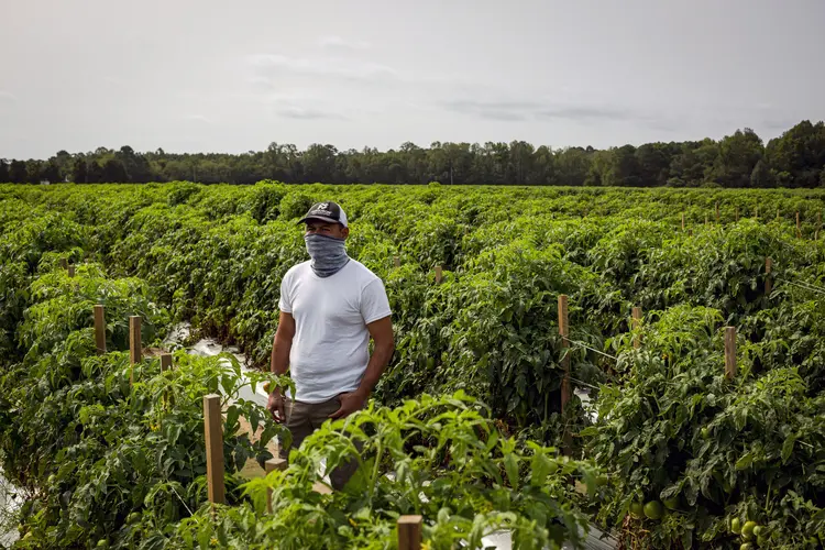 Trabalhador em fazenda de tomate na Virginia, EUA, isolado por conta do coronavírus (Carlos Bernate/The New York Times)