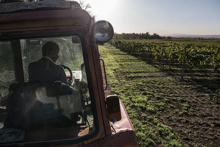 Vinhedos da vinícola The Marchenko em Anapa, na Rússia (Sergey Ponomarev/The New York Times)