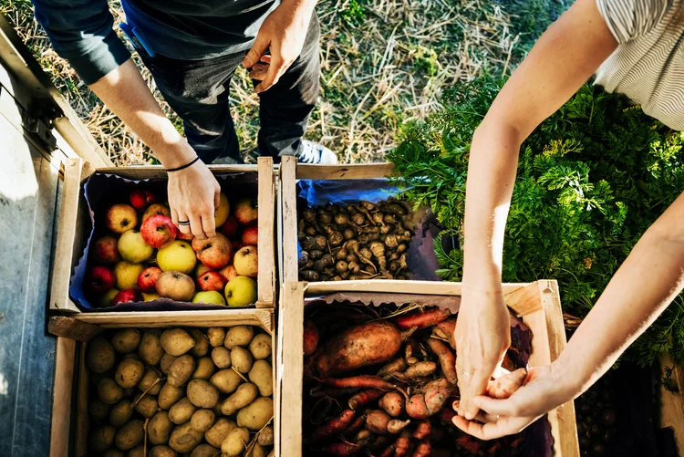 A agricultura regenerativa pode ser 20% mais produtiva usando 40% menos insumos e 60% menos água (Tom Werner/Getty Images)