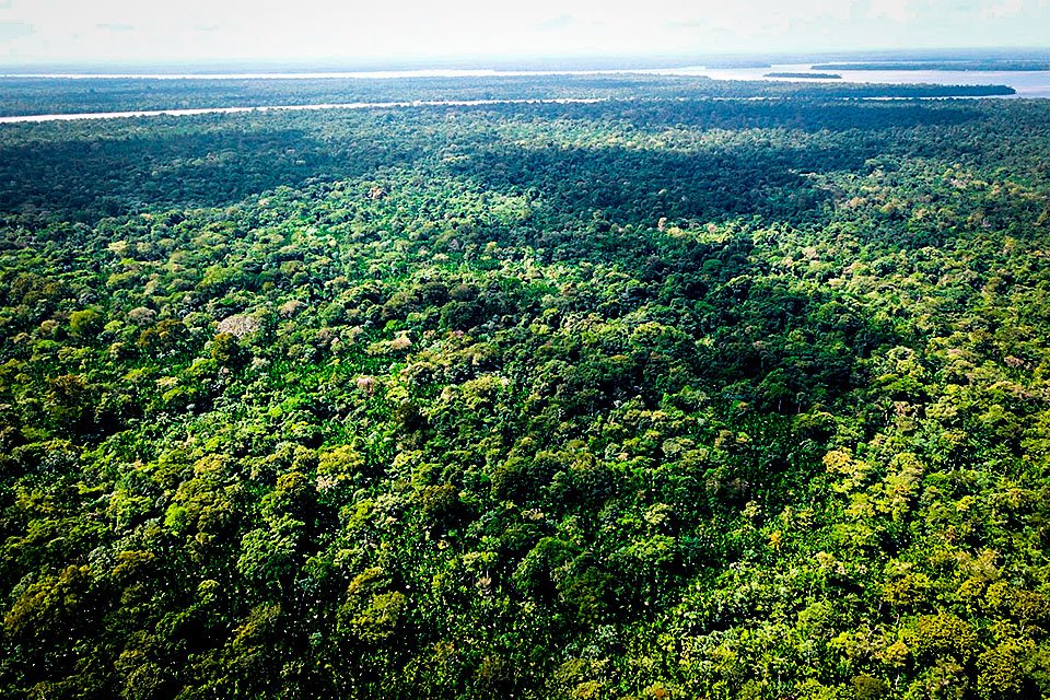 A floresta amazônica é rica em diversidade de espécies, que ainda precisam ser estudadas, mas, para isso, é necessário que haja preservação do território (Ricardo Lima/Getty Images)
