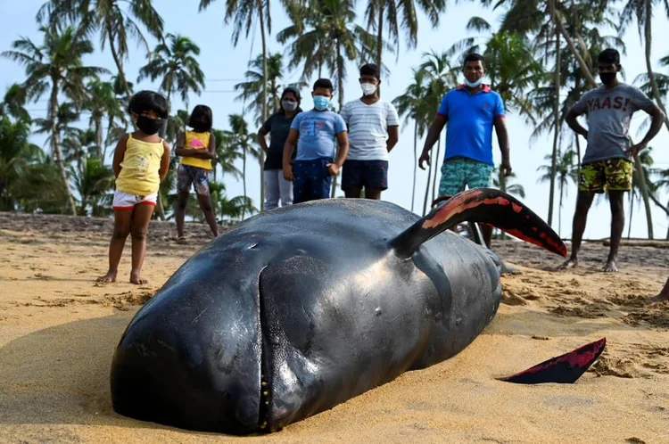 120 baleias-piloto encalhadas são salvas no Sri Lanka (LAKRUWAN WANNIARACHCHI/AFP)