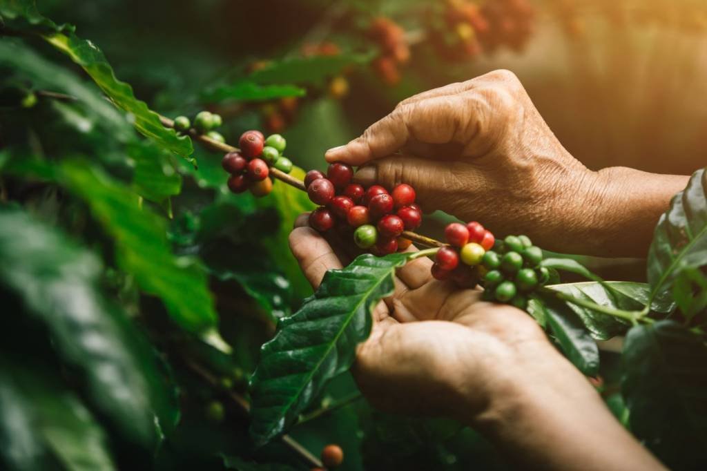Café: Brasil tem colheita fraca com pés de café tramautizados (Pramote Polyamate/Getty Images)