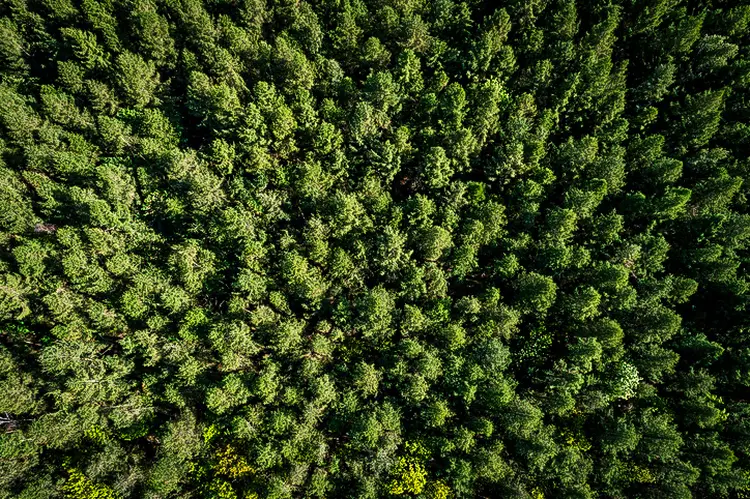 Contribuição faz parte de um pacote financeiro maior para proteger e restaurar florestas (Martin Ruegner/Getty Images)