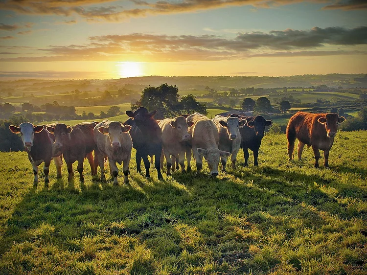 [UNVERIFIED CONTENT] A batch of inquisitive beef cattle near Glenanne at sunrise. The sun rising behind them casts long shadows onto the field in front of them. Photo taken 19/8/2012 (Alan Hopps/Getty Images)