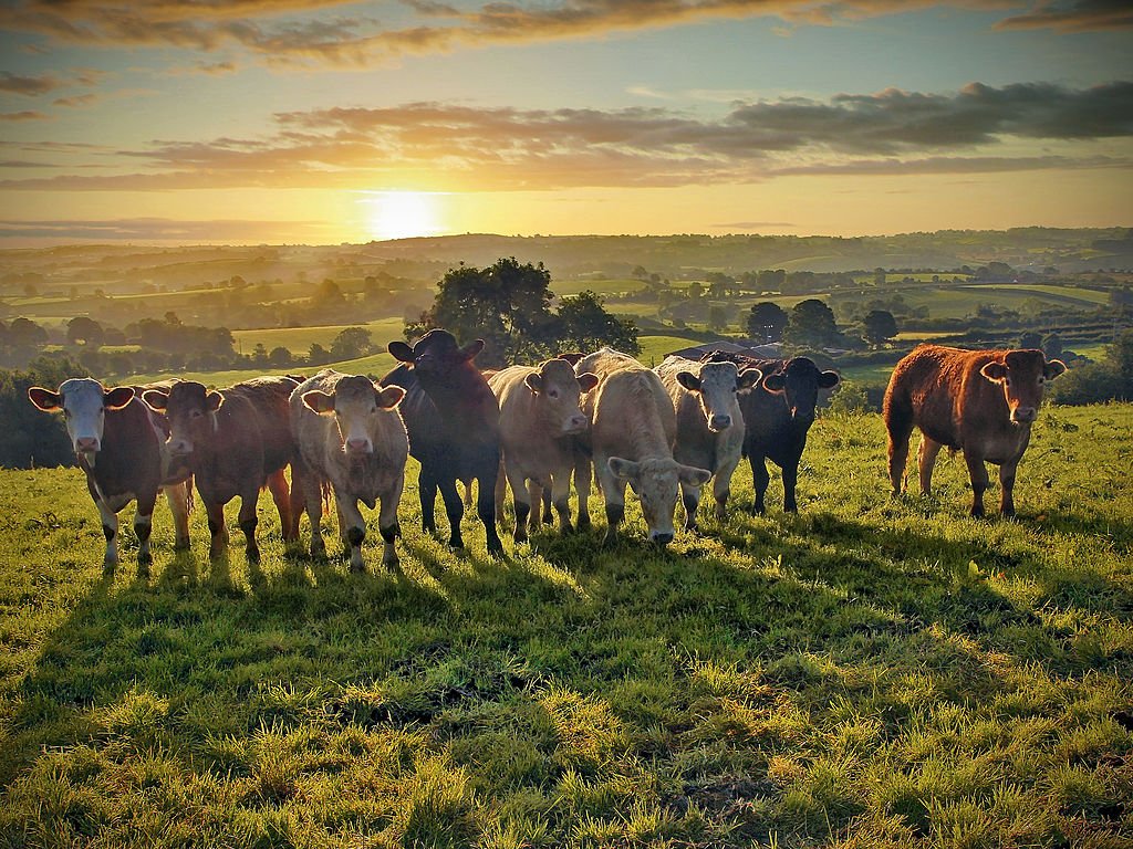 Empresa cria token em blockchain para investimento em criação de gado