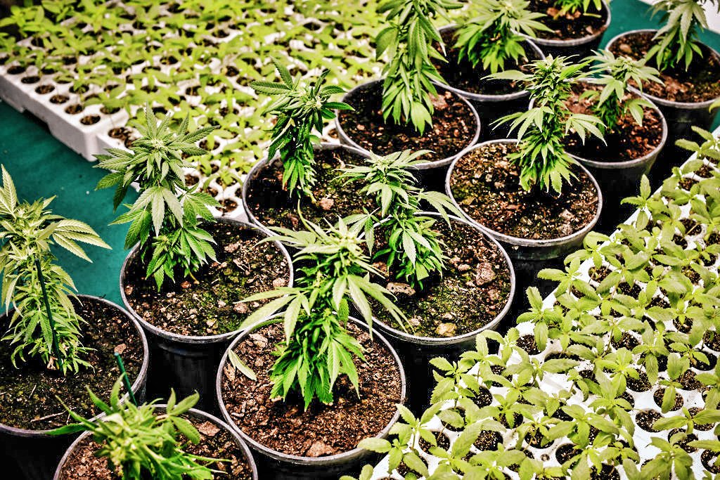 Plantação de maconha: Argentina aprovou legalização do plantio medicinal e pesquisa (Getty Images/Simona Granati)