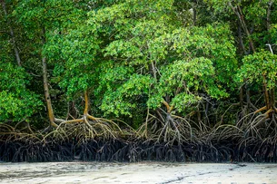 Metade de manguezais, importantes para combater mudanças climáticas, está em risco de colapso