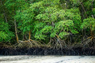 Imagem referente à matéria: Metade de manguezais, importantes para combater mudanças climáticas, está em risco de colapso