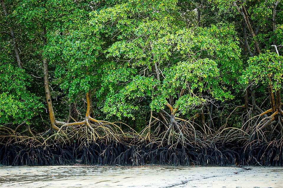 STF conclui julgamento que protege manguezais e reverte decisão de Salles