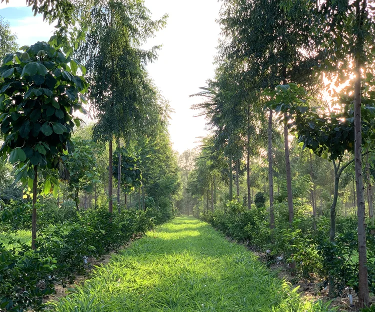 Produtores rurais que cumprirem requisitos socioambientais terão taxas mas atrativas para custear operações da agricultura e pecuária (Rizoma Agro/Divulgação)