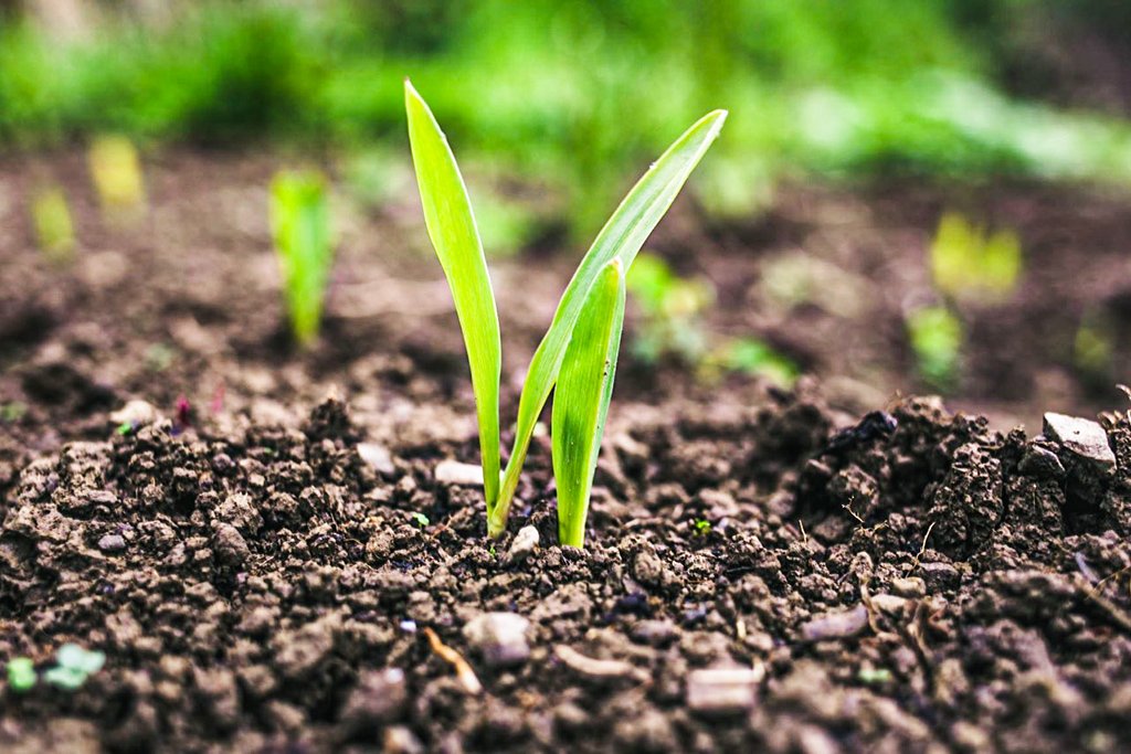 O que é a agricultura regenerativa — e por que a Danone investiu nisso