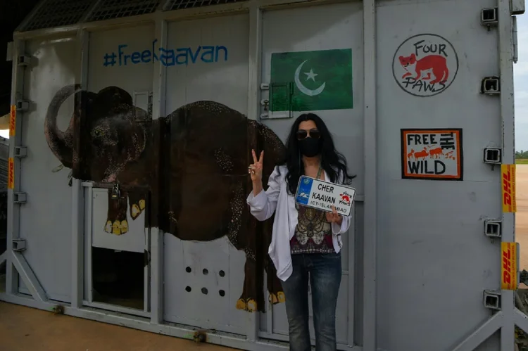 Cher: "Kaavan comeu, não estava estressado. Estava até um pouco adormecido, de pé, apoiado na parede da jaula" (AFP/AFP)