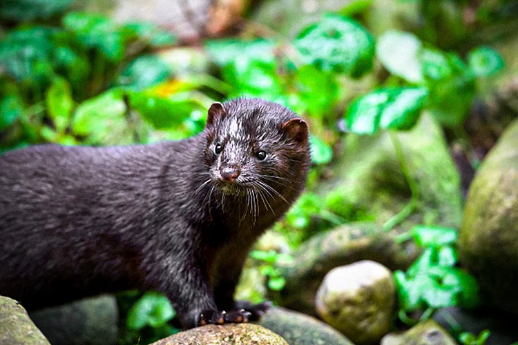 Vison: na Dinamarca, animal transmitiu a covid a 12 pessoas; 15 milhões de mamíferos serão sacrificados (Arterra/Universal Images Group/Getty Images)