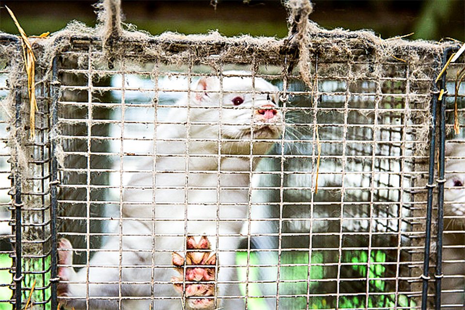 Visons com mutação da covid ameaçam humanos, mas haverá vacina para eles