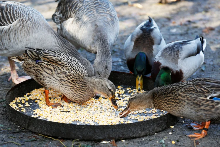 Patos: o vírus H5N8 nunca foi detectado em humanos (Regis Duvignau/Reuters)