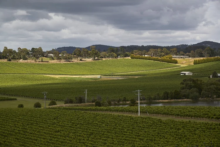 Vinhedo em Yarra Valley, em Victoria (Bloomberg/Bloomberg)