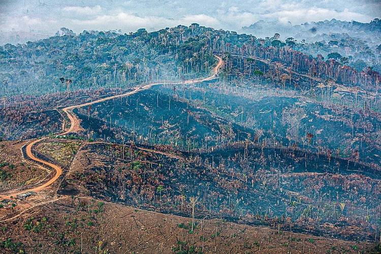 Desmatamento na Amazônia (Marizilda Cruppe/Amazônia Real/Divulgação)