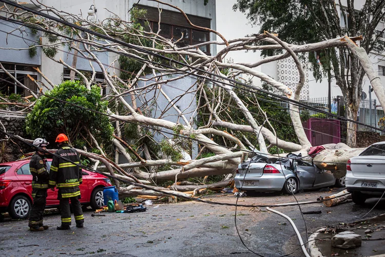 SP: árvore caiu em cima de um veículo na rua Dr. Thirso Martins, 32, na Vila Mariana, zona sul paulistana (TABA BENEDICTO/Estadão Conteúdo)