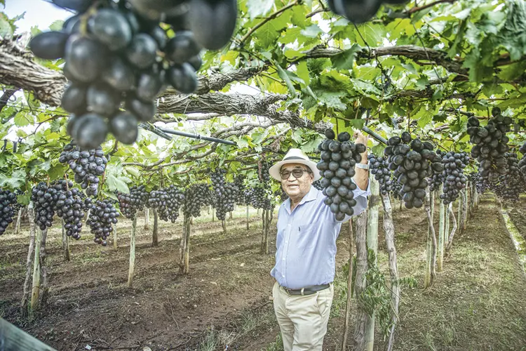 O produtor rural Suemi Koshiyama: faturamento com produção de uva e manga em Juazeiro deve crescer este ano (Leandro Fonseca/Exame)