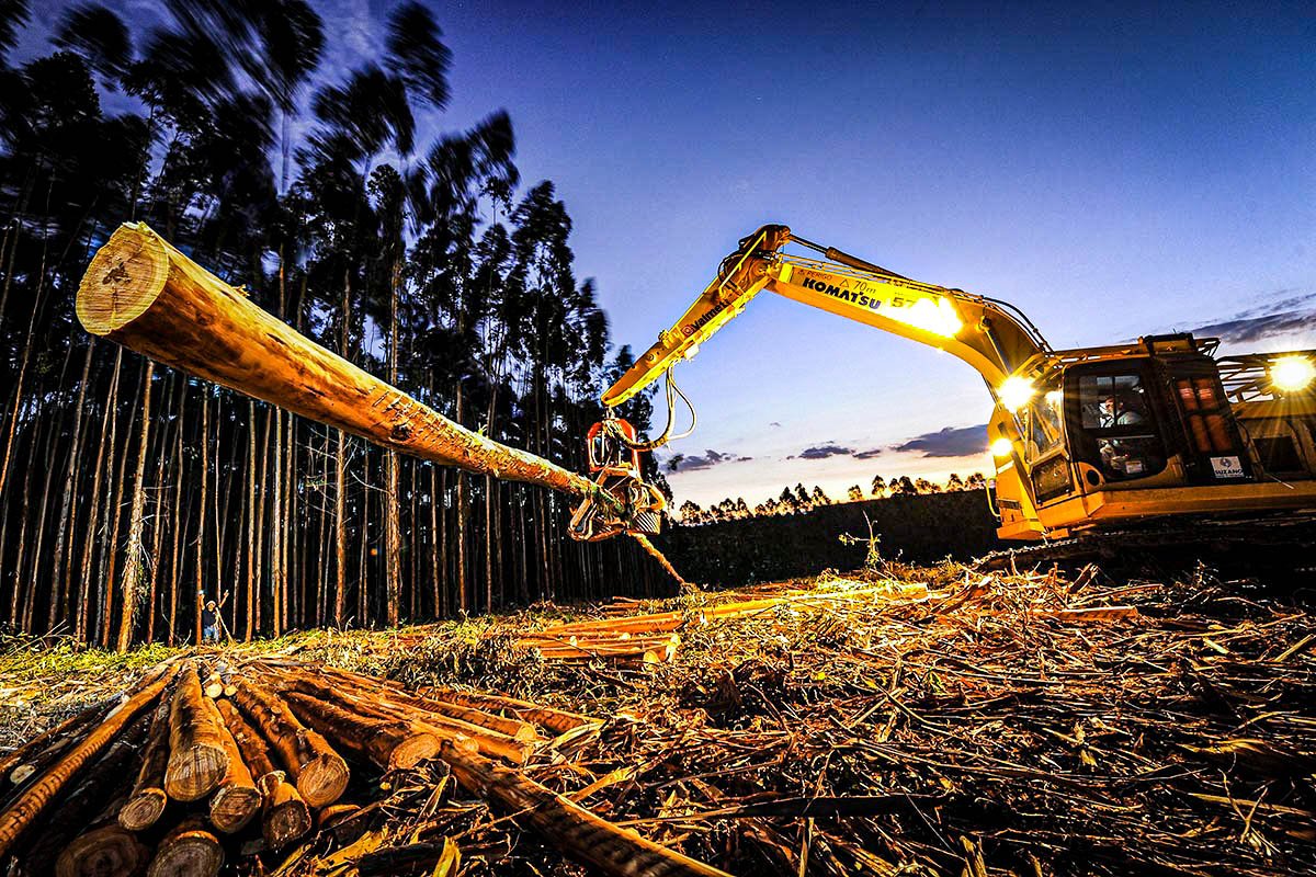 Dividendos: Suzano (SUZB3) irá distribuir R$ 88,6 milhões