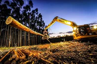 Imagem referente à notícia: Com joaninhas no controle de pragas, Suzano economiza R$ 3 milhões em pesticidas; entenda
