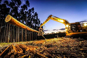 Com joaninhas no controle de pragas, Suzano economiza R$ 3 milhões em pesticidas; entenda