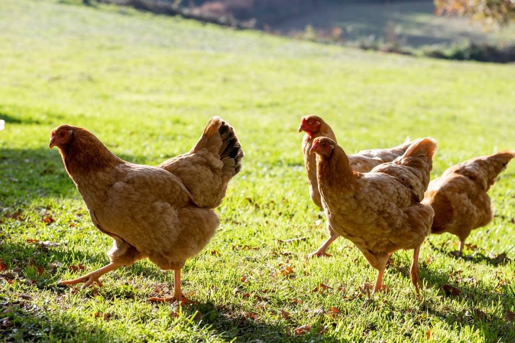 Aves: doença foi identificada em uma galinha em Bonito (MS).  (Xurxo Lobato/Getty Images)