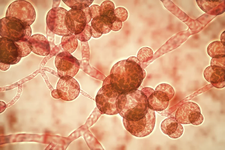 Candida auris: superfungo mortal teve o primeiro caso registrado no Brasil (KATERYNA KON/SCIENCE PHOTO LIBRARY/Getty Images)