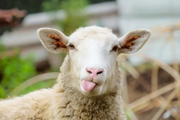 Ovelha: Australian Lamb Company tem capacidade de abate anual de 3,78 milhões de cabeças (N-sky/Getty Images)