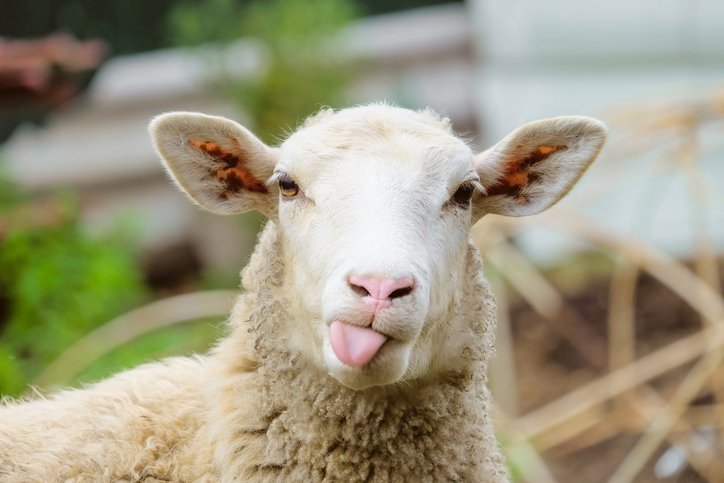 Minerva (BEEF3) compra processadora de ovinos da Austrália em negócio de US$ 260 milhões