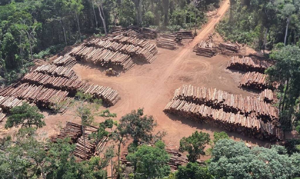 PF faz maior apreensão de madeira da história na Amazônia